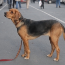 Polish Hunting Dog